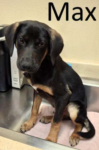 Stone County Humane Society